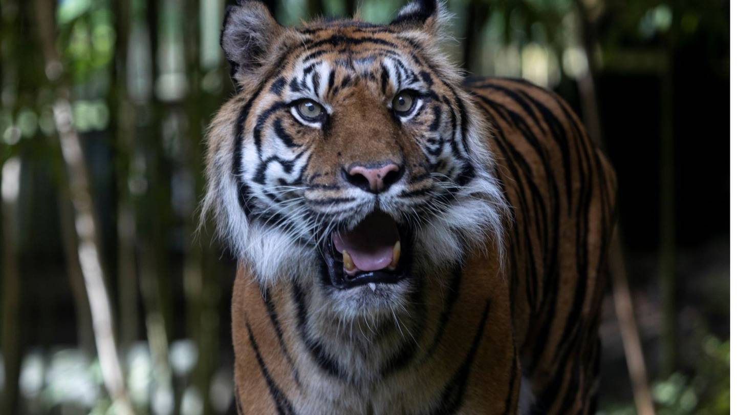 Tiger at Zoo Atlanta dies at age 20 from chronic health conditions ...