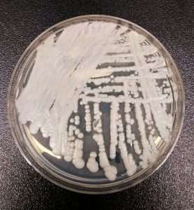 What fungal infection is spreading in 2023?