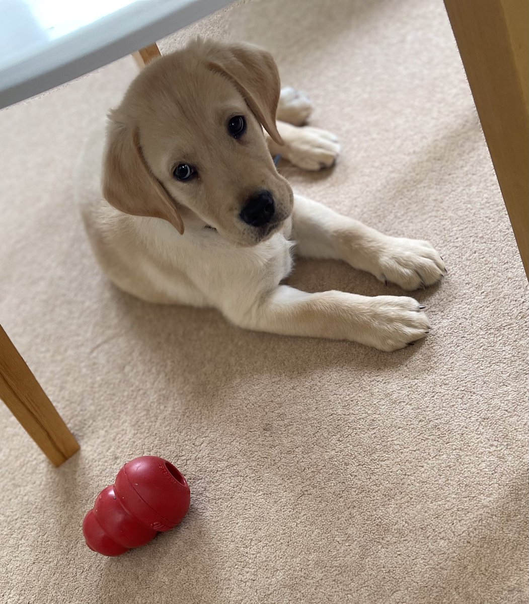 Tragic Loss: Beloved Guide Dog Woody, Raised Since 8 Weeks, Passes At 